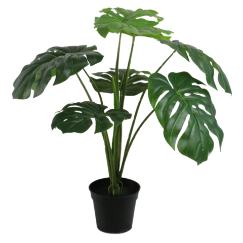 Монстера 45 см
