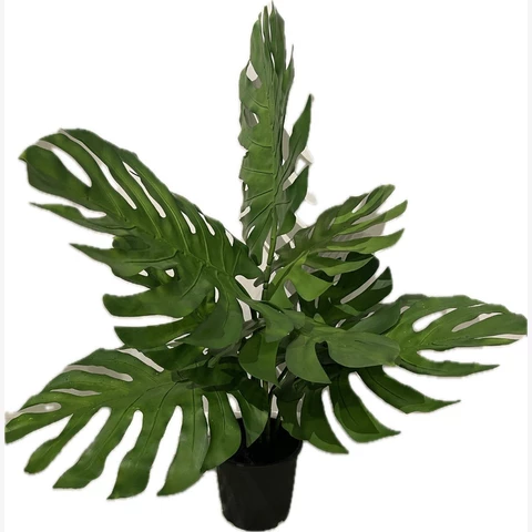 Монстера 80 см