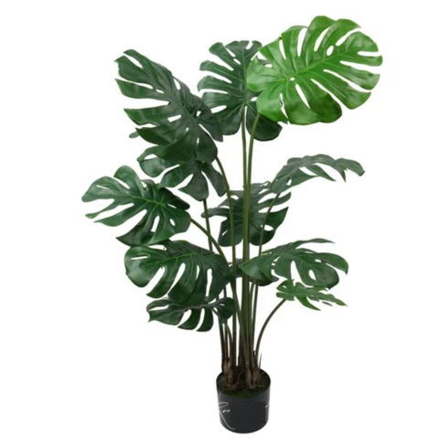 Монстера 135 см
