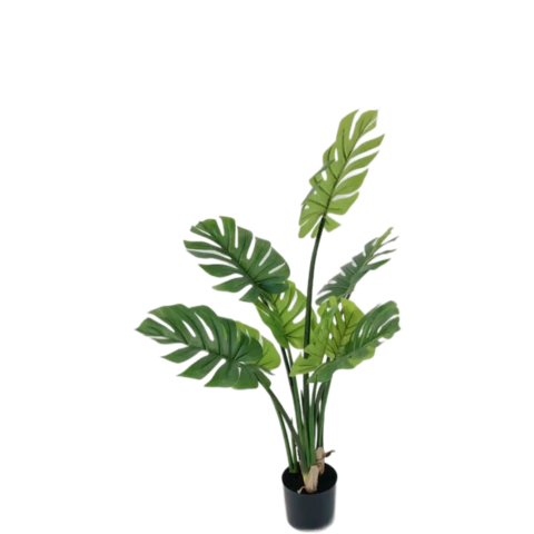 Монстера 120 см