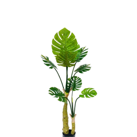 Монстера 160 см