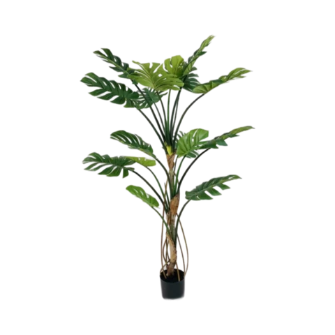 Монстера 175 см