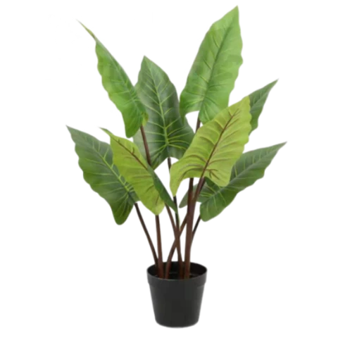 Алоказия 70 см