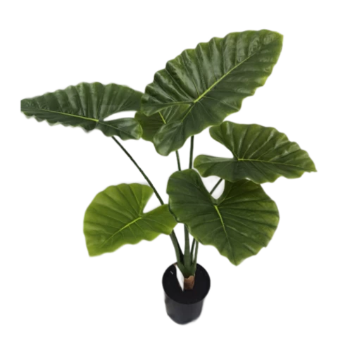 Алоказия 80 см