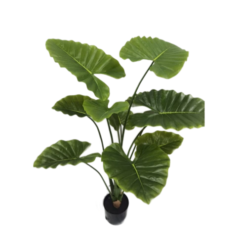 Алоказия 120 см