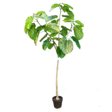 Алоказия 160 см