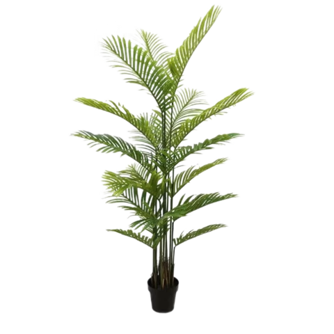 Пальма Арека 160 см