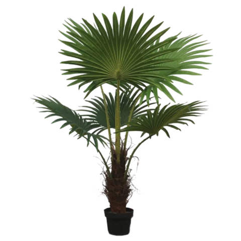 Пальма Вашингтония 95 см
