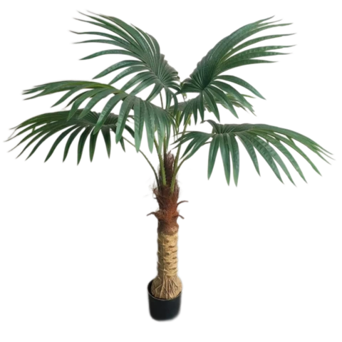 Пальма Вашингтония 115 см