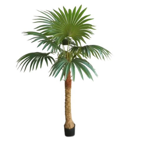 Пальма Вашингтония 150 см
