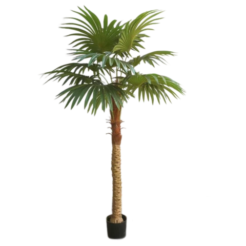 Пальма Вашингтония 180 см