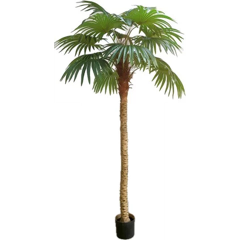 Пальма Вашингтония 240 см