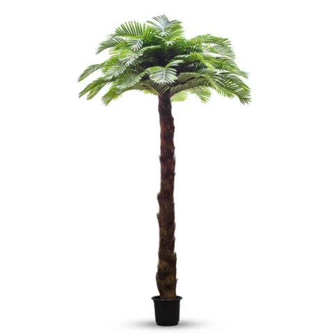 Пальма Арека XL 350 см