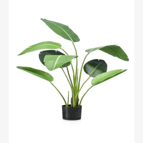 Стрелиция 90 см