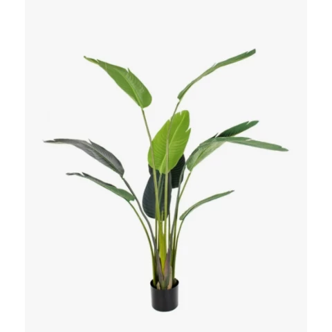 Стрелиция 160 см