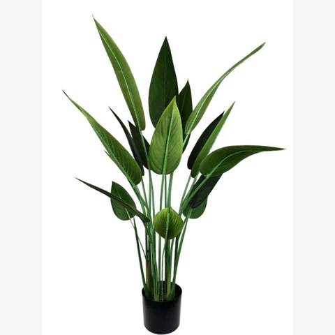 Стрелиция узколистная 160 см