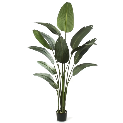 Стрелиция 180 см