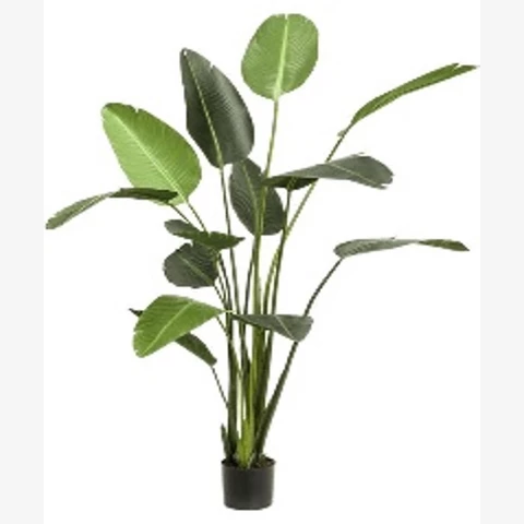 Стрелиция 205 см