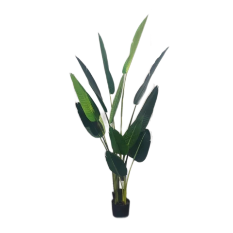 Стрелиция 220 см