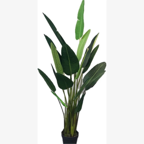 Стрелиция 245 см