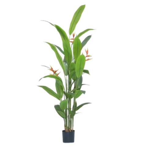 Стрелиция с цветоносами170 см