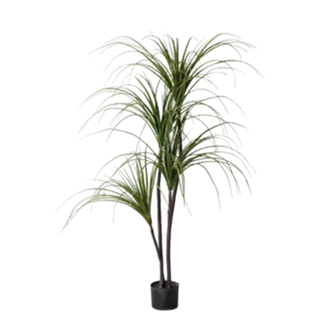 Драцена 150 см