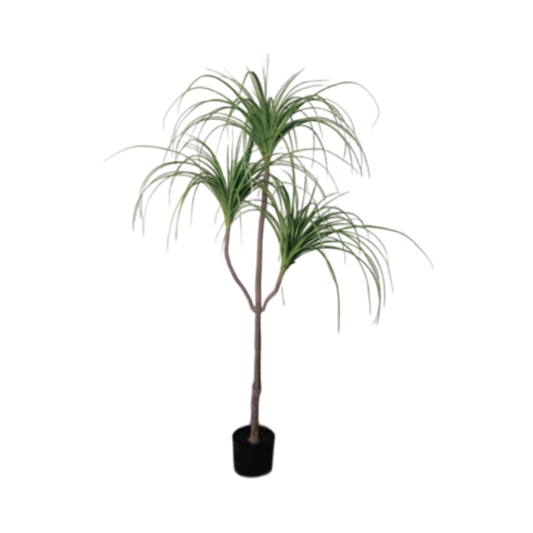 Драцена 160 см