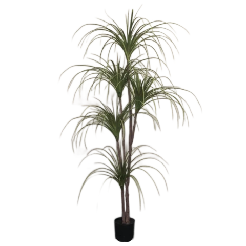 Драцена 190 см