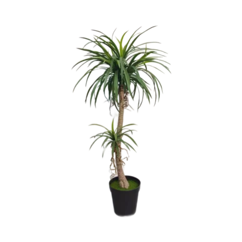 Драцена 130 см