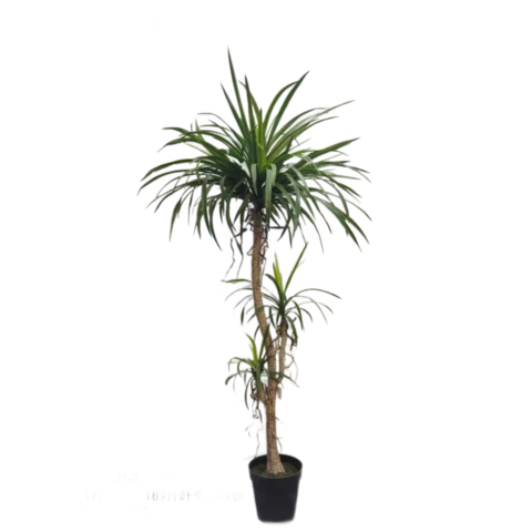 Драцена 170 см