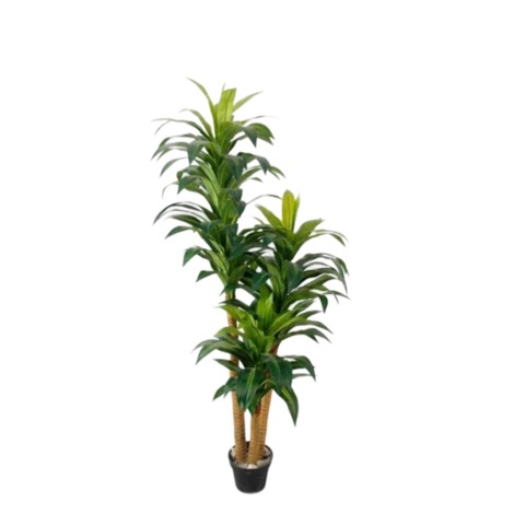 Драцена 185 см