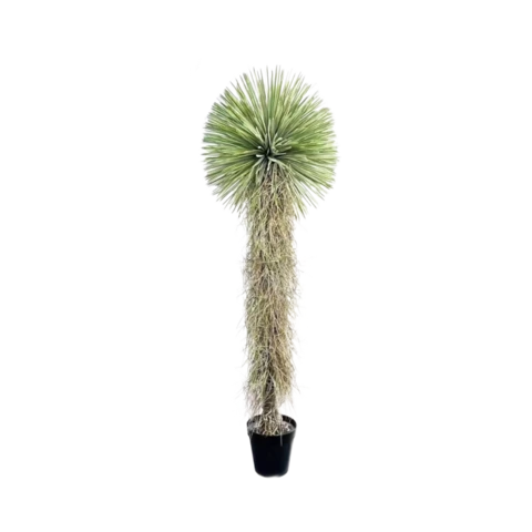 Юкка,L. 210 см