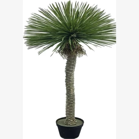 Юкка,XL. 210 см