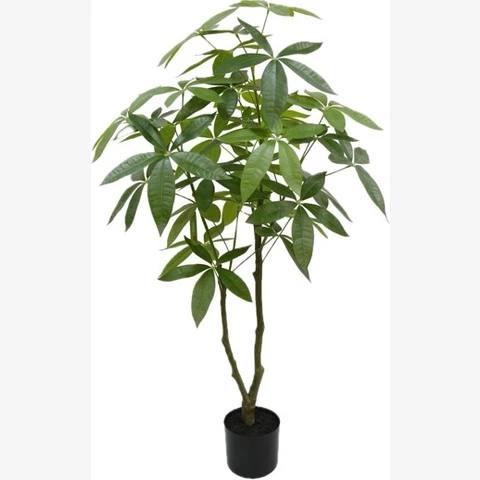 Пахира 125 см