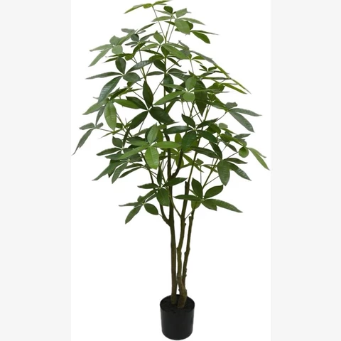 Пахира, S. 150 см