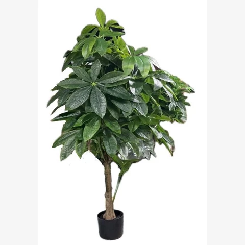 Пахира 120 см