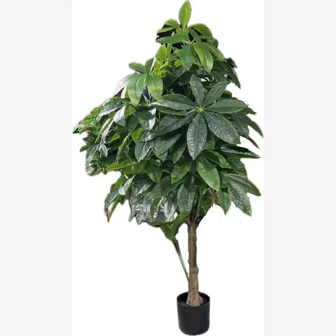 Пахира, XL 150 см