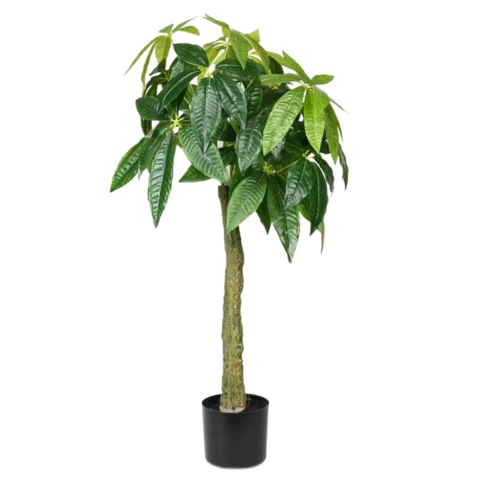 Пахира L 150 см