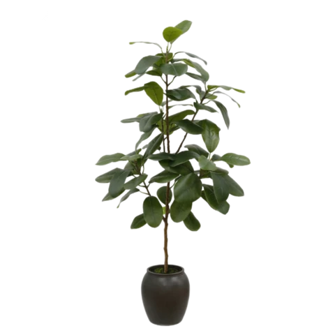 Фикус Эластика 105 см