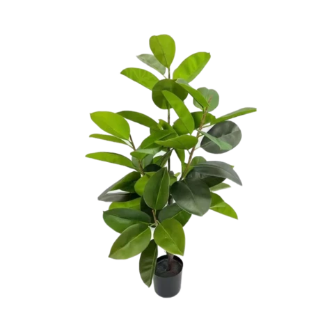 Фикус Эластика 130 см
