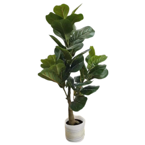 Фикус Лирата 90 см