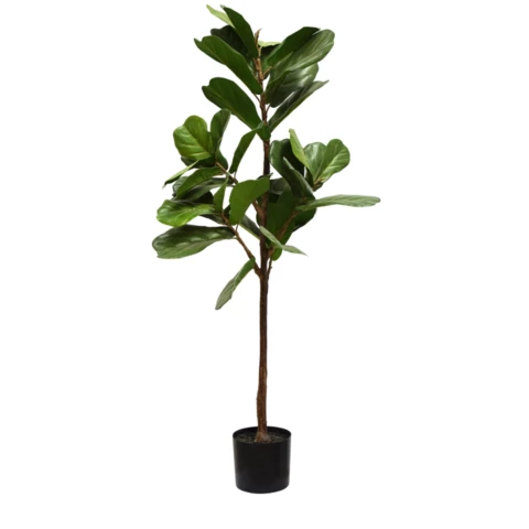 Фикус Лирата 100 см
