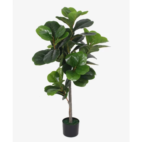 Фикус Лирата 160 см