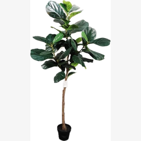 Фикус Лирата 190 см