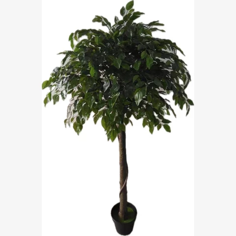 Фикус Бенджамина 140 см