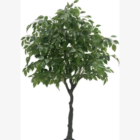 Фикус Бенджамина 160 см