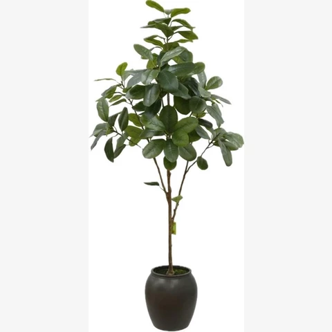 Фикус Эластика 160 см