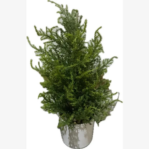 Кипарис 40 см