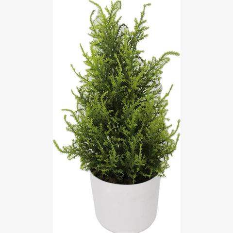 Кипарис 50 см