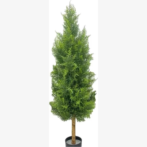 Кипарис 120 см